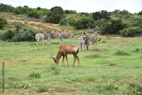 Africa- Close Up of a Wild Red Hartebeest Antelope Grazing With Zebras