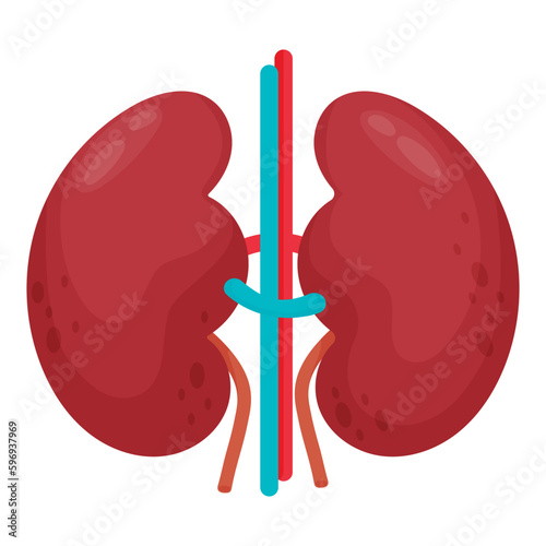 Pair of kidneys. Human organ. Vector illustration in flat cartoon style. Anatomy concept.