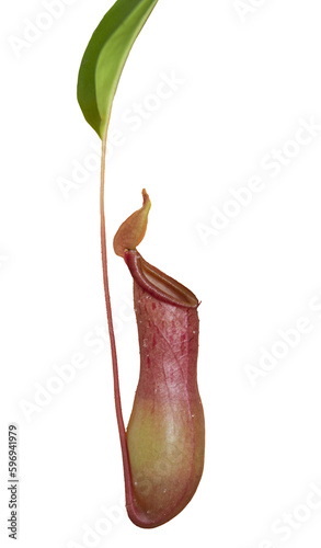 Carnivorous pitcher plant nepenthes. No background.