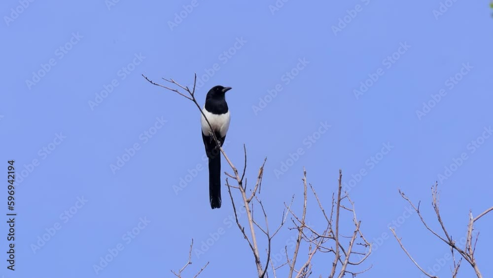 Low-angle shot, black and white Eurasian magpie is on dead branch under blue sky Low-angle shot, black and white Eurasian magpie is on dead branch under blue sky
