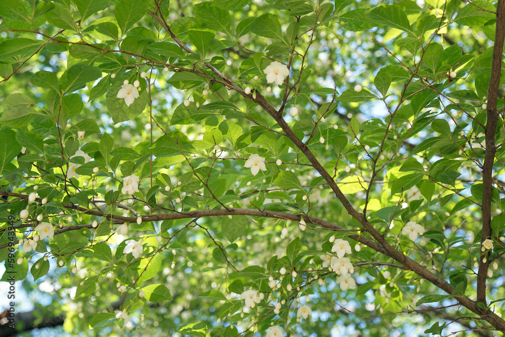 エゴノキの花