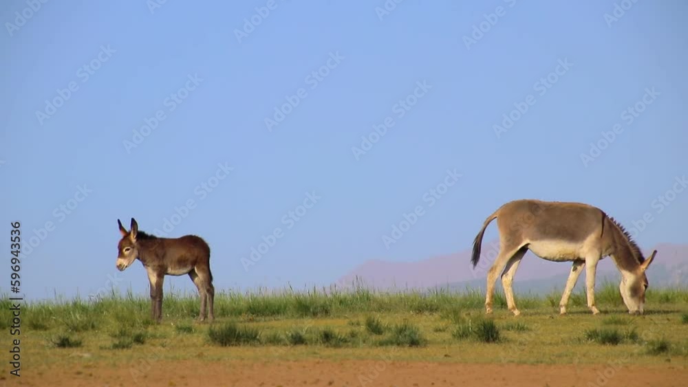 Under the blue sky, two donkeys grazing in the meadow Under the blue sky, two donkeys grazing in the meadow