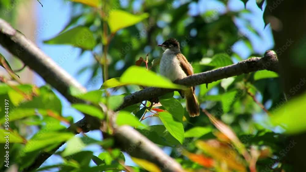 A bird cleans its feathers with its beak on a green branch. A bird cleans its feathers with its beak on a green branch.