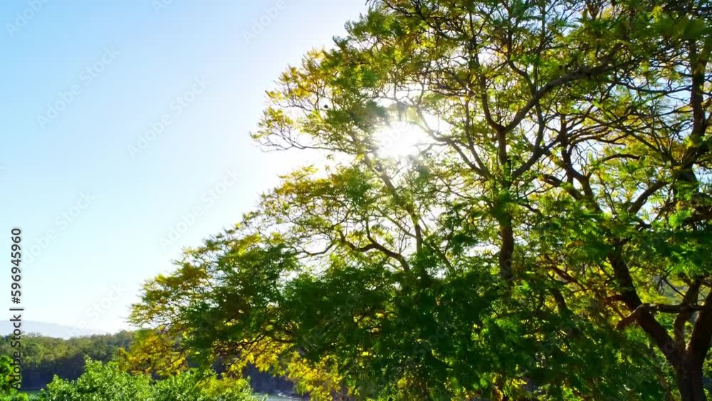 Drone bottom-up panning of sun shining on a big green tree Drone bottom-up panning of sun shining on a big green tree