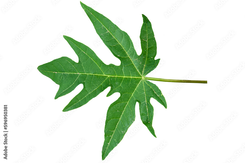Papaya plant leaves with jagged and green leaf edges Papaya plant leaves with jagged and green leaf edges