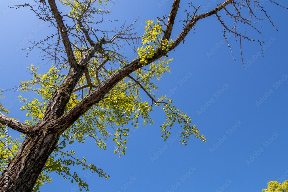 background texture nature treetop with blue sky at public park garden background texture nature treetop with blue sky at public park garden