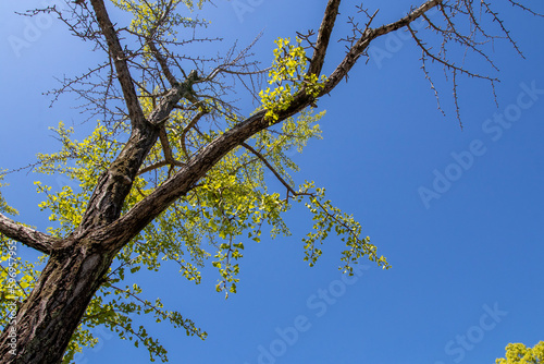 background texture nature treetop with blue sky at public park garden