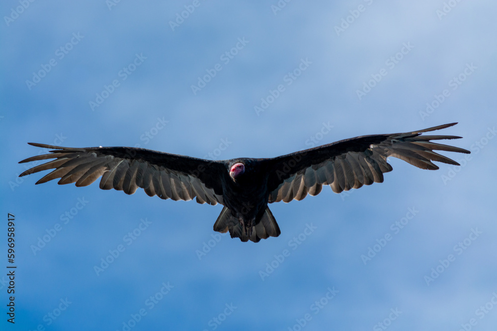 Jote de cabeza colorada (Cathartes aura) volando Jote de cabeza colorada (Cathartes aura) volando