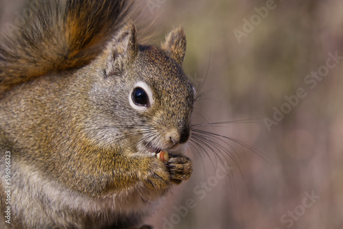 A Red Squirrel having Lunch