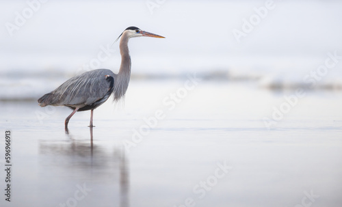 A great blue heron slowly walking through on opening in the ice on a lake 