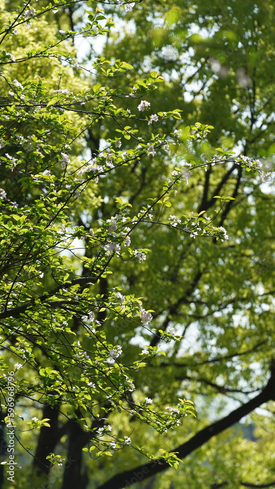 The beautiful garden view with the fresh green trees in spring The beautiful garden view with the fresh green trees in spring