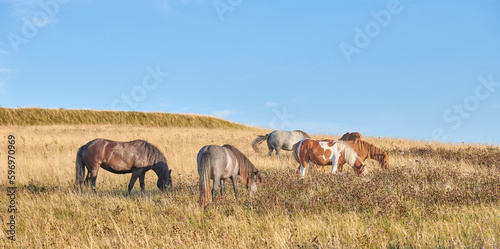Team, harras, rag, stud, group, string of various wild horses grazing on grass in an open field during the day. Animal wildlife in their natural habitat outside. Stallions on a stud farm, dude ranch