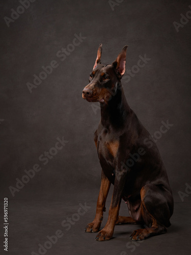 brown doberman on brown canvas background. Beautiful Pet portrait in studio.