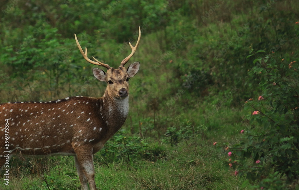 beautiful cheetal or chital deer or spotted deer (axis axis) in bandipur national park with lush green background in karnataka in india beautiful cheetal or chital deer or spotted deer (axis axis) in bandipur national park with lush green background in karnataka in india