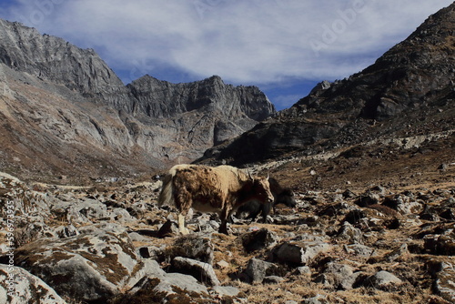 yak (bos grunniens) grazing in the high himalayan alpine area near sela pass in tawang district of arunachal pradesh, north east india