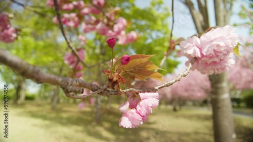風になびく八重桜