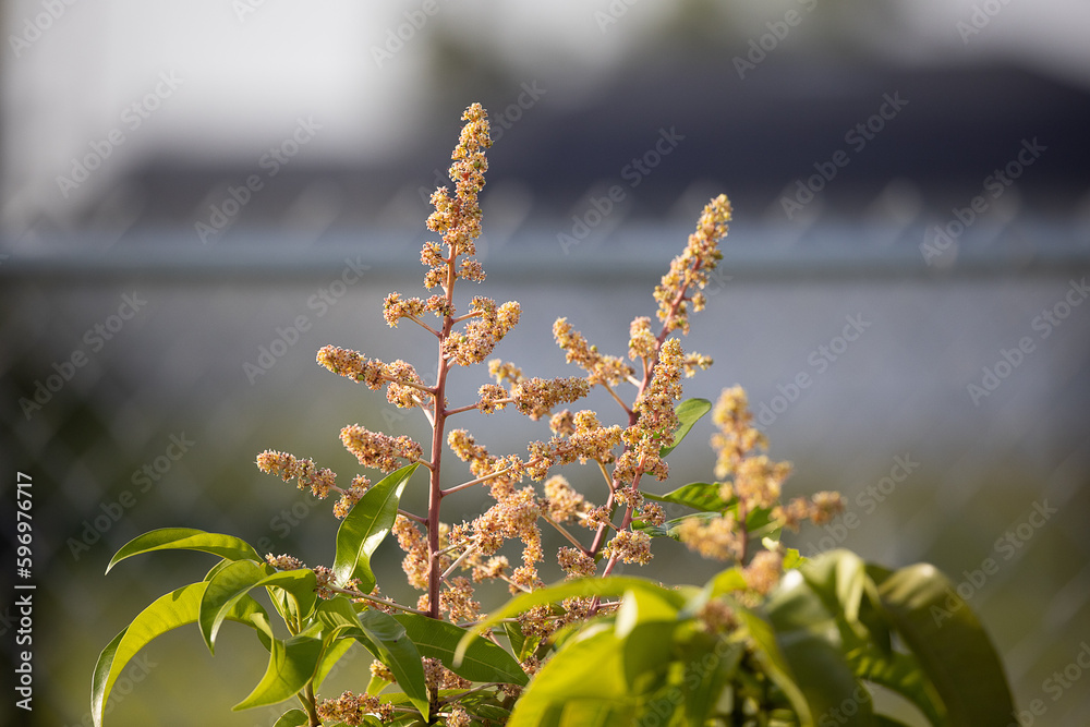 plan and flower