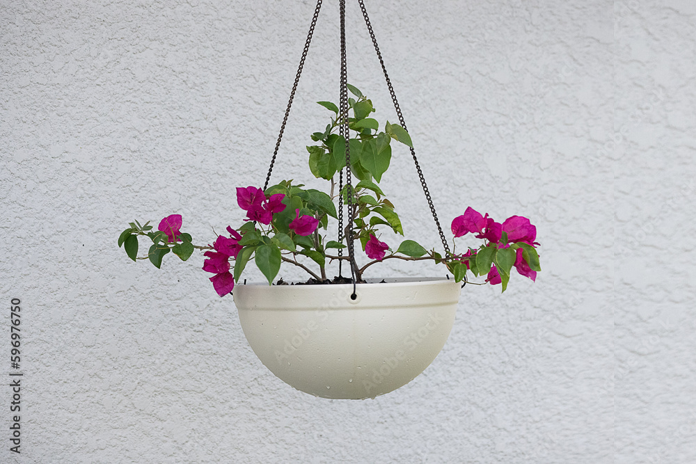 plan and flower