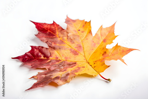 The image of an autumn theme natural maple leaf in yellow, orange, red, burgundy tones on a white background Generative AI. 