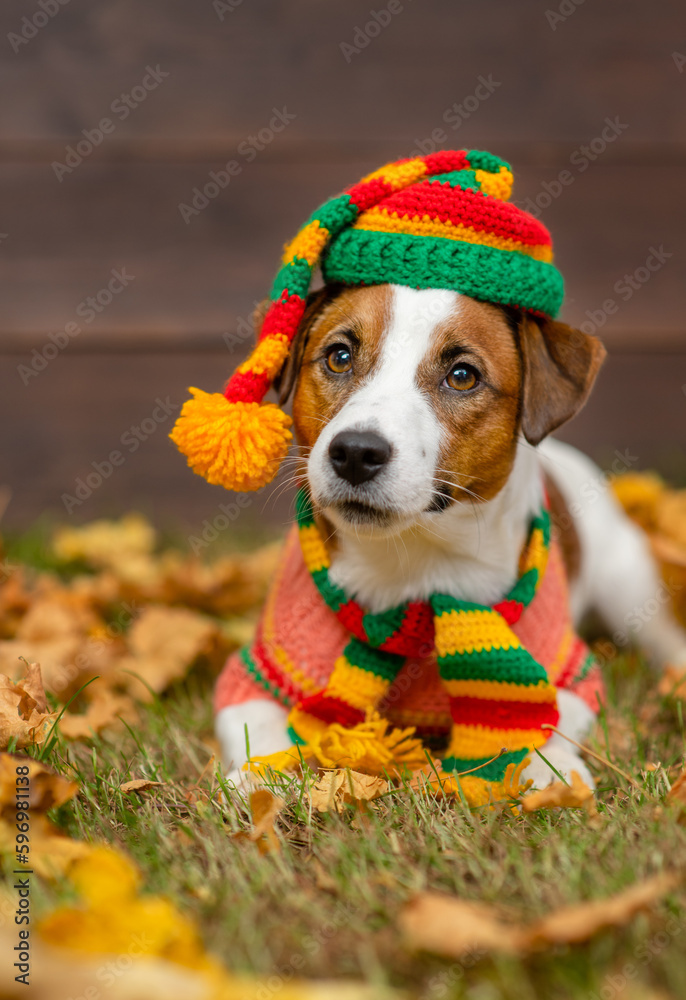 Fototapeta premium A young dog of breed Jack Russell with a sweater and a knitted hat lying on the yellow grass covered with autumn leaves. Cozy autumn concept