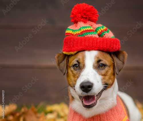 Portrait of a young dog of breed Jack Russell with a sweater and a knitted hat on a background of yellow grass covered with autumn leaves and a wooden fence. Cozy autumn concept. © Ermolaeva Olga