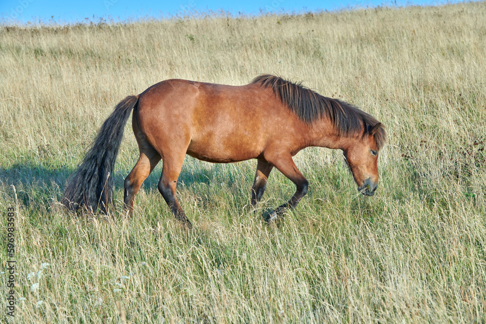 Fototapeta premium . One majestic large, big, brown purebred, thoroughbred wild horse with a dark mane and tail standing in an open field, farm, meadow eating, grazing on the green grass outside on a clear summer day.