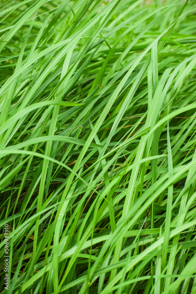 Seamless green grass background. Fresh grass. Seamless green grass background. Fresh grass.