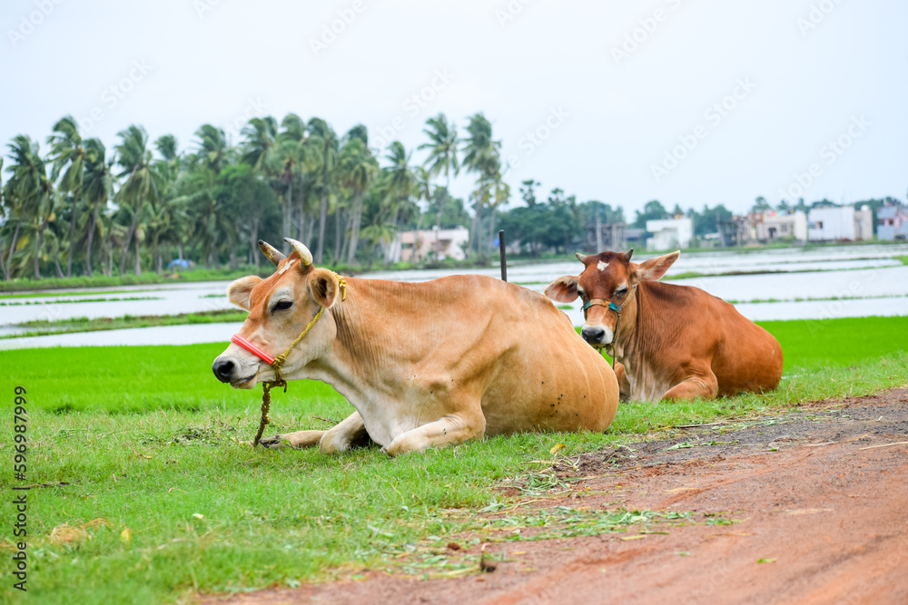 The milky cows resting near the green fields. Indian cattle, livestock. Domestic animal. The milky cows resting near the green fields. Indian cattle, livestock. Domestic animal.