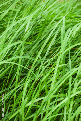 Seamless green grass background. Fresh grass. 