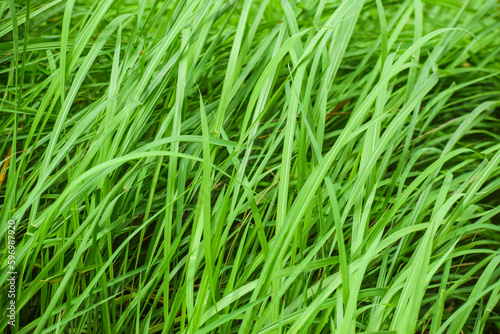 Seamless green grass background. Fresh grass. 