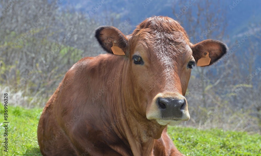 portrait of a pretty young brown cow lying  in alpine pasture looking camera