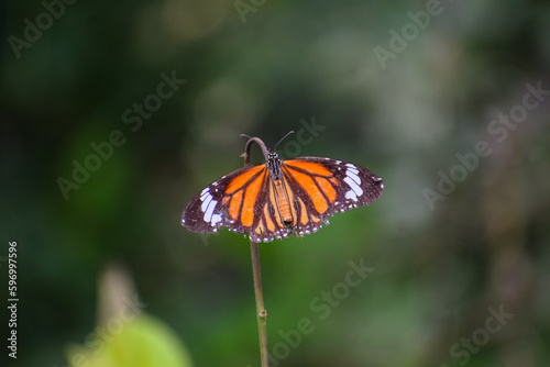 Monarch Butterfly with beautiful blurred nature background.