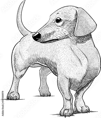 dachshund or dachshund hunting dog in black and white line art anterolateral view ready to print