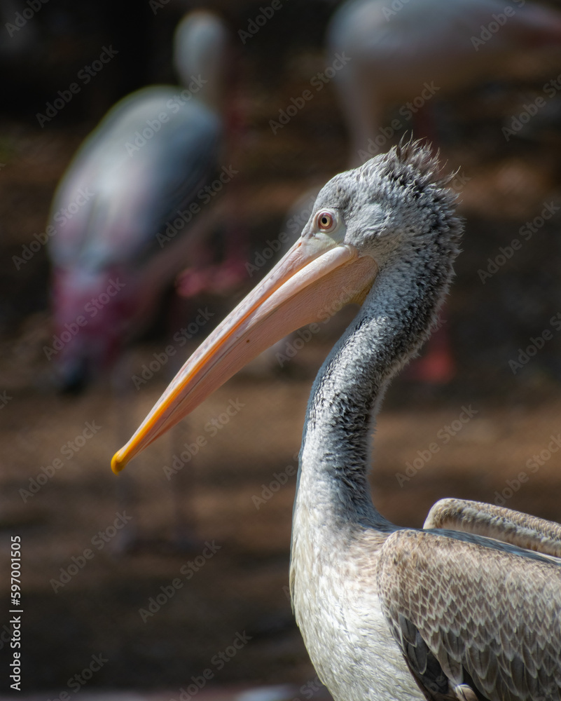Obraz premium The Spot-Billed Pelican is considered to be a threatened species, the populations has declined due enormous reasons 