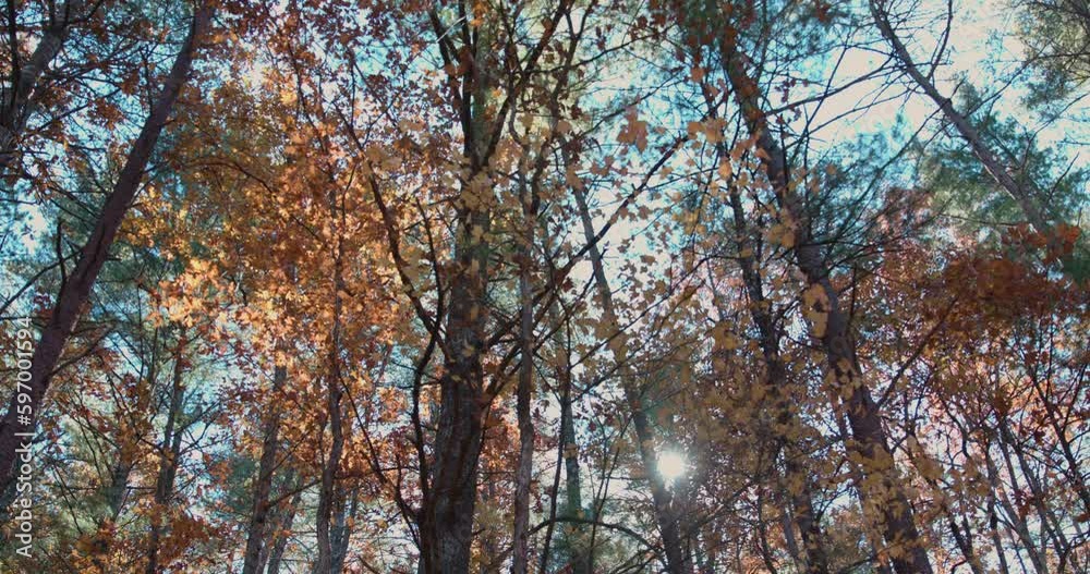 Sunlight through autumn trees with leaves falling Sunlight through autumn trees with leaves falling