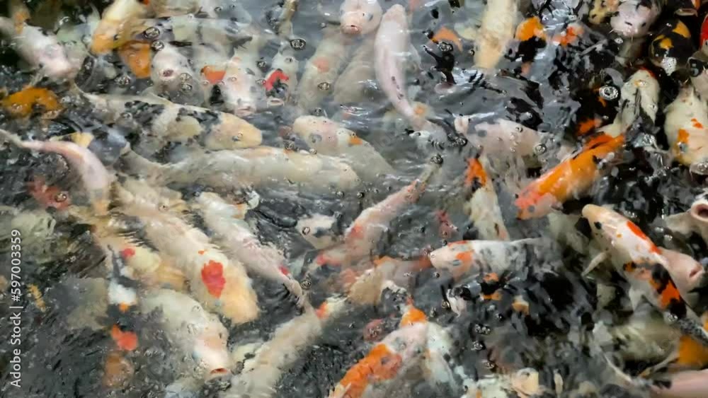 A small pond full of colorful carp swimming around. A small pond full of colorful carp swimming around.