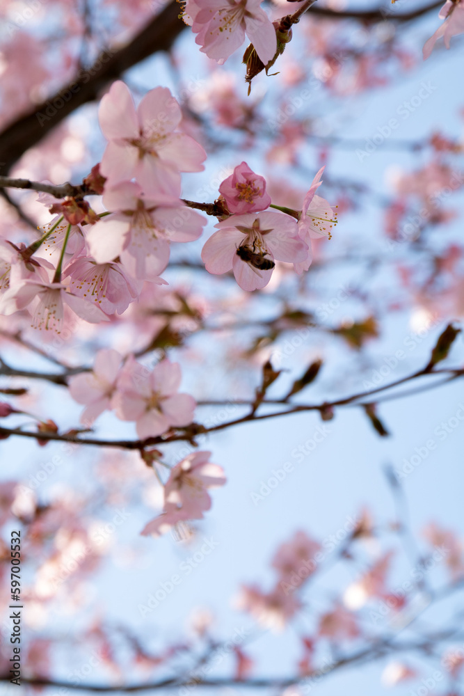 photo of a branch of a blossoming tree photo of a branch of a blossoming tree