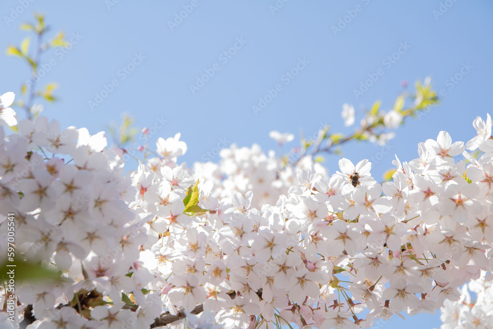 Obraz premium photo blossoming tree branch against the blue sky