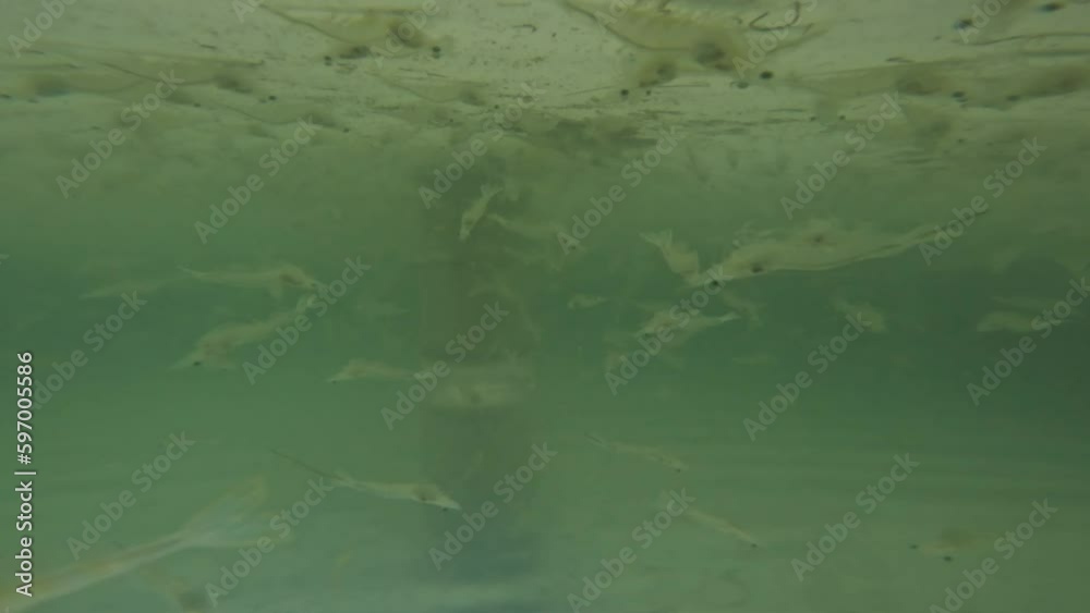 Shrimps swimming underwater in aqua farming pool Shrimps swimming underwater in aqua farming pool
