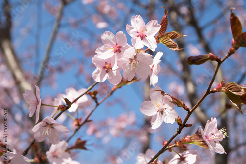 photo of cherry blossoms against the sky © Yaraslava