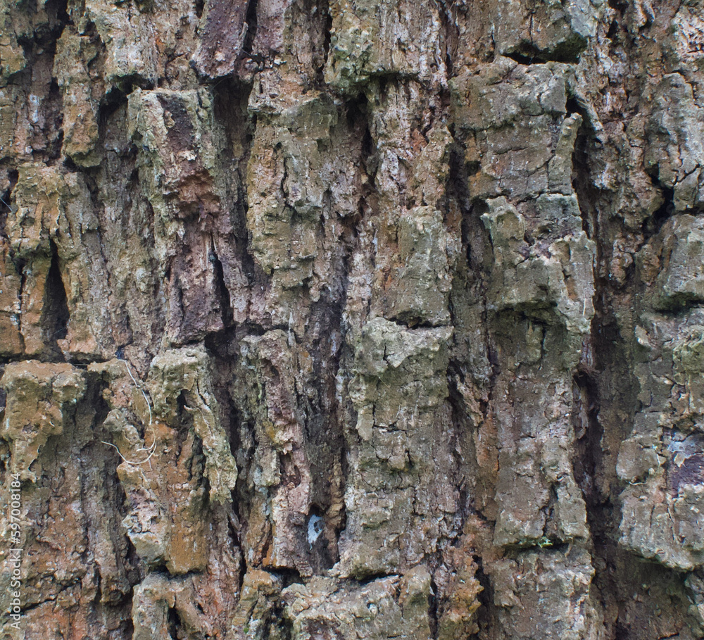 Details of the bark of quercus stellata Details of the bark of quercus stellata