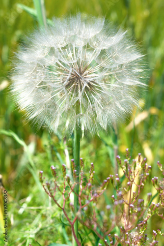 dandelion natural healing plant beneficial to health