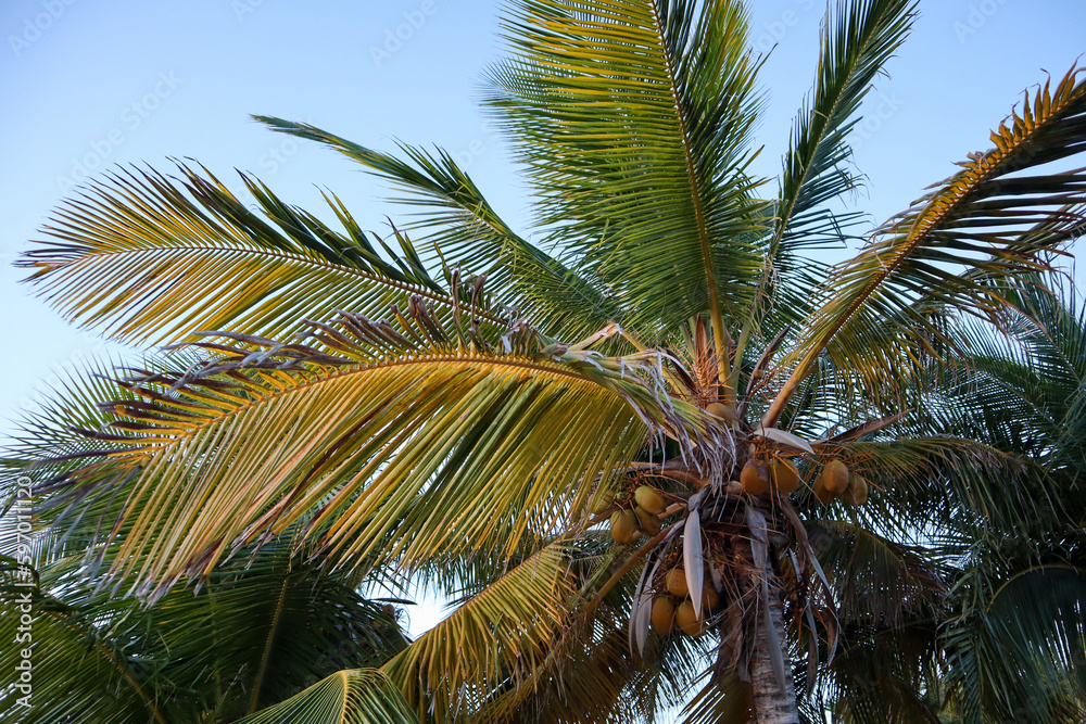 Fototapeta premium Travel to an Aruba resort by the ocean