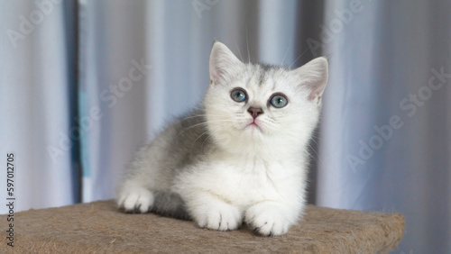 Silver Shaded British Shorthair kittens 