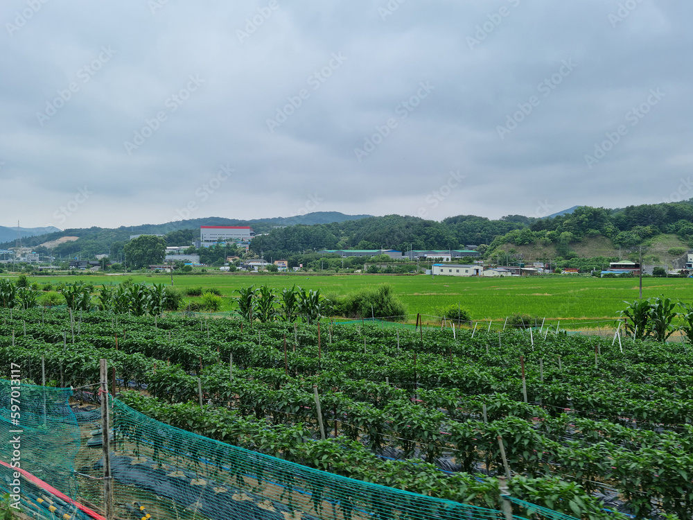 A pepper field with a view of the rural landscape.