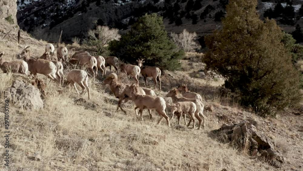 big horn sheep herd grazing in the mountains big horn sheep herd grazing in the mountains