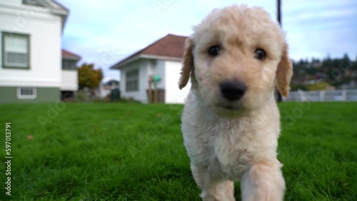 White goldendoodle puppy plays with the camera. Slow motion. Little dog runs across the grass towards the camera. photo