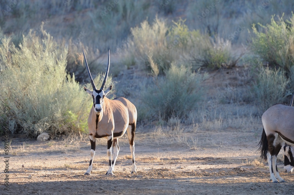 Fototapeta premium GEMSBUCK aka gemsbok, (Oryx gazella) iconic antelope of the kalahari and arid western parts of southern africa. 