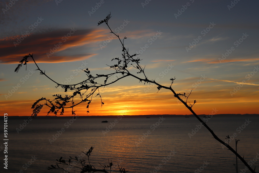 Fototapeta premium A shrub in silhouette with a sunset behind