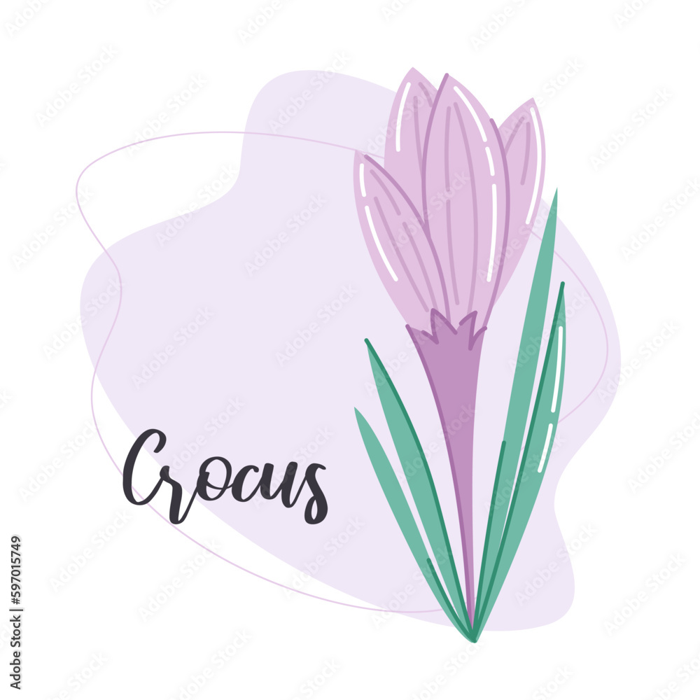 Crocus Flower. Botanical vector illustration. Floral decor for postcard or other print